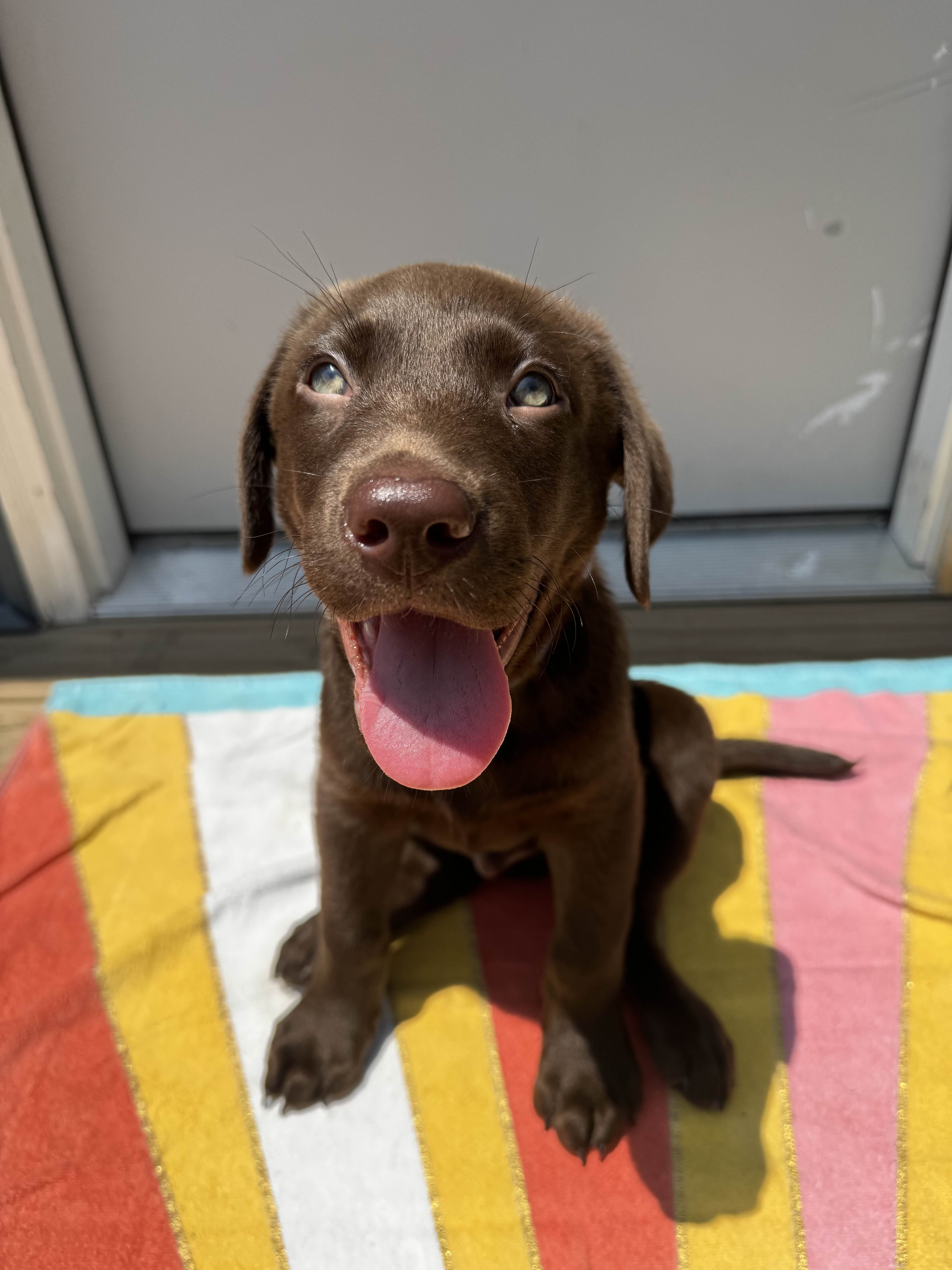 Chocolate Lab