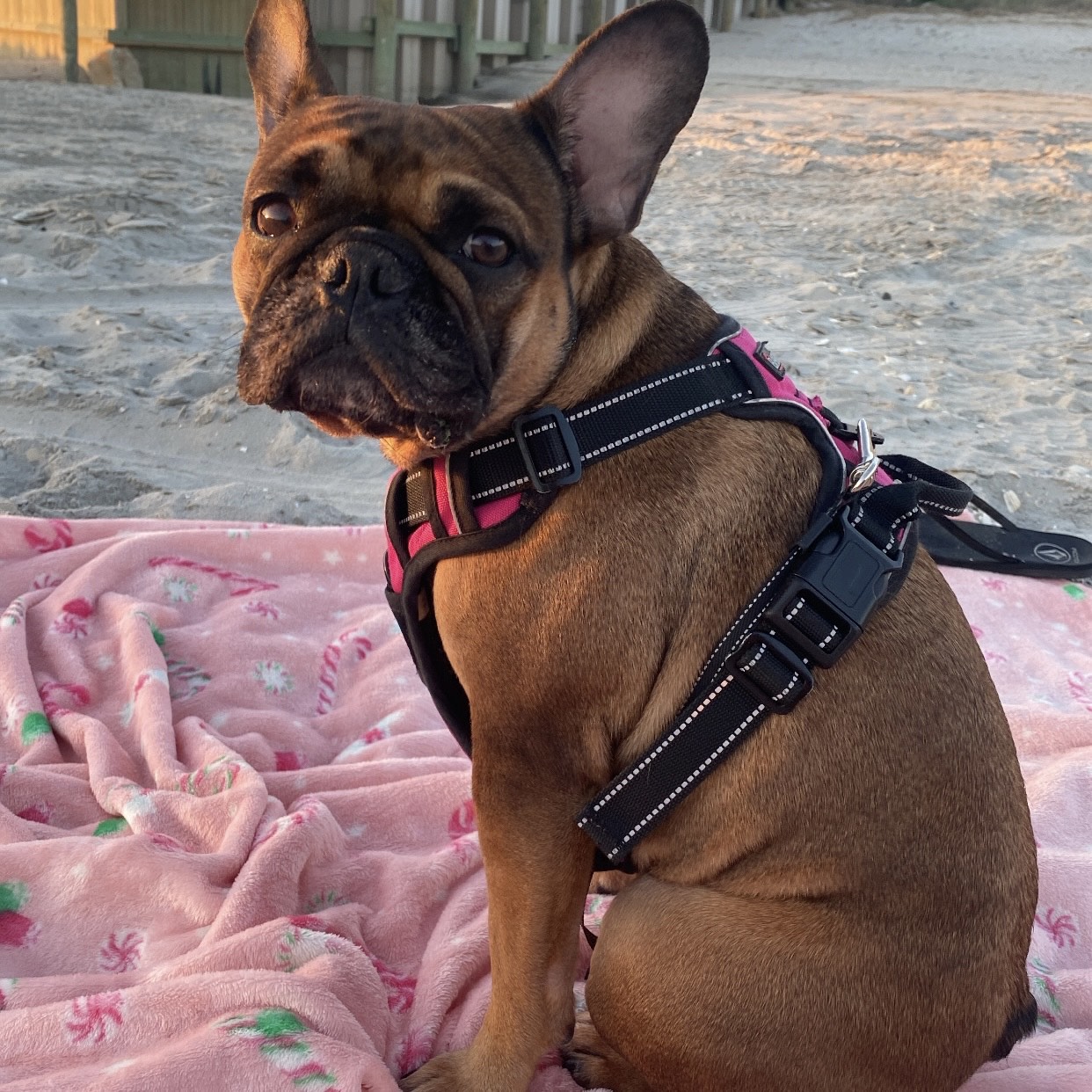 French Bulldog